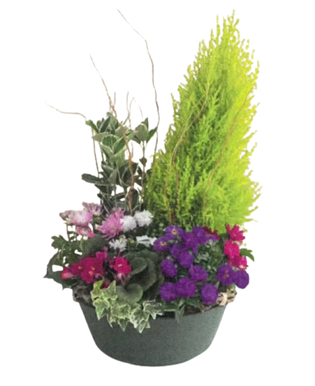 coupe de plantes variés